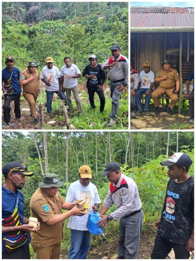Plt. Kepala Dinas Perkebunan Fakfak Widhi Asmoro Jati, ST., MT., mengunjungi kebun milik Bapak Niko Genuni di Kampung Torea Atas guna memberikan pendampingan terkait teknik penyulaman yang benar.