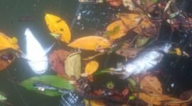 ikan ditemukan mati mengapung di Sungai Klafdalim dan Klasoh, Distrik Moi Sigin Kabupaten Sorong (foto: jubi)